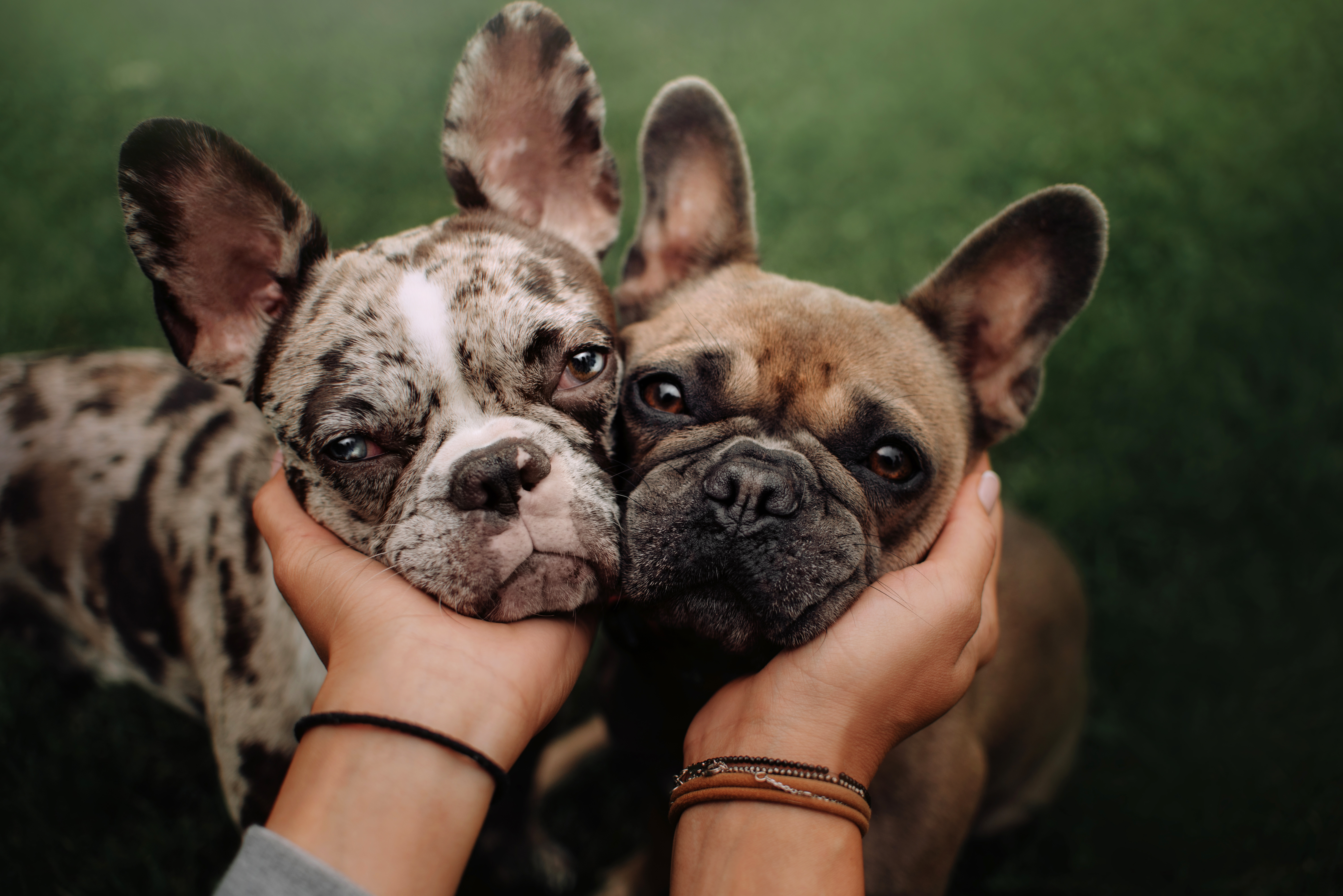 Before You Bring Home That "Adorable" French Bulldog