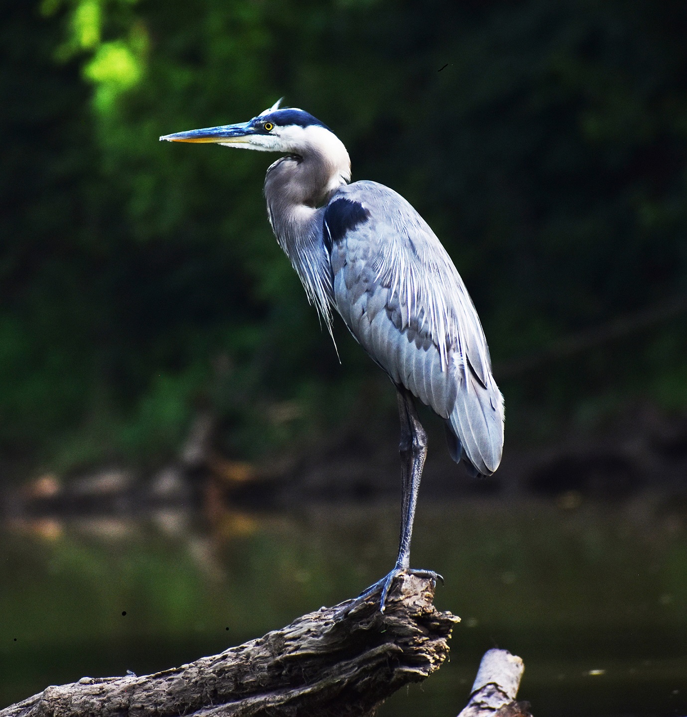 Photograph of a Great Blue Heron by Ric MacDowell at Gallery Eleven