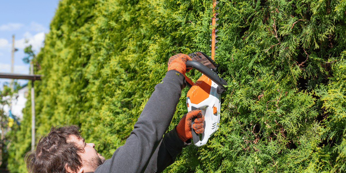 Professional shaping a shrub
