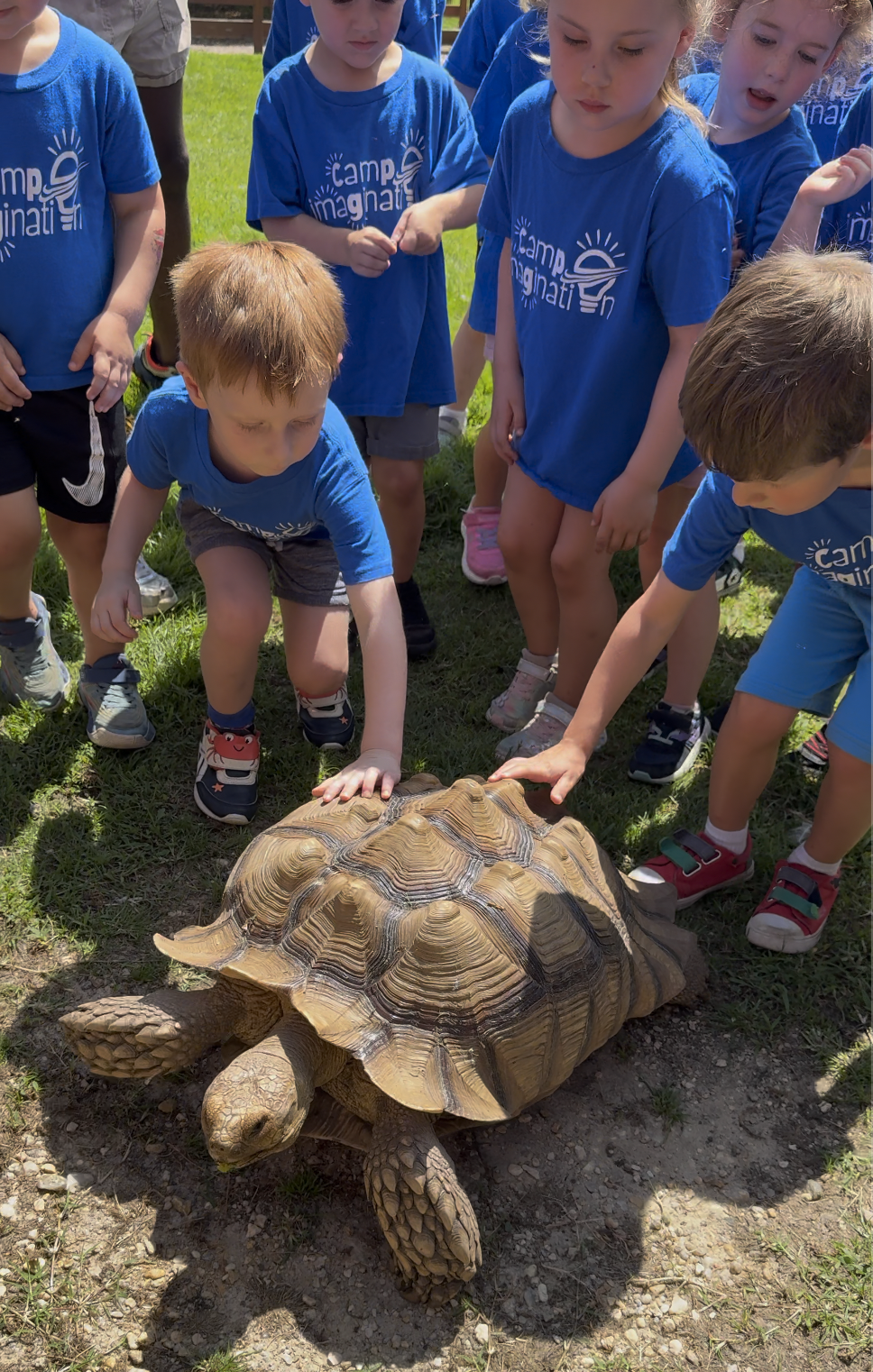 A group of young students pet a large tortoise