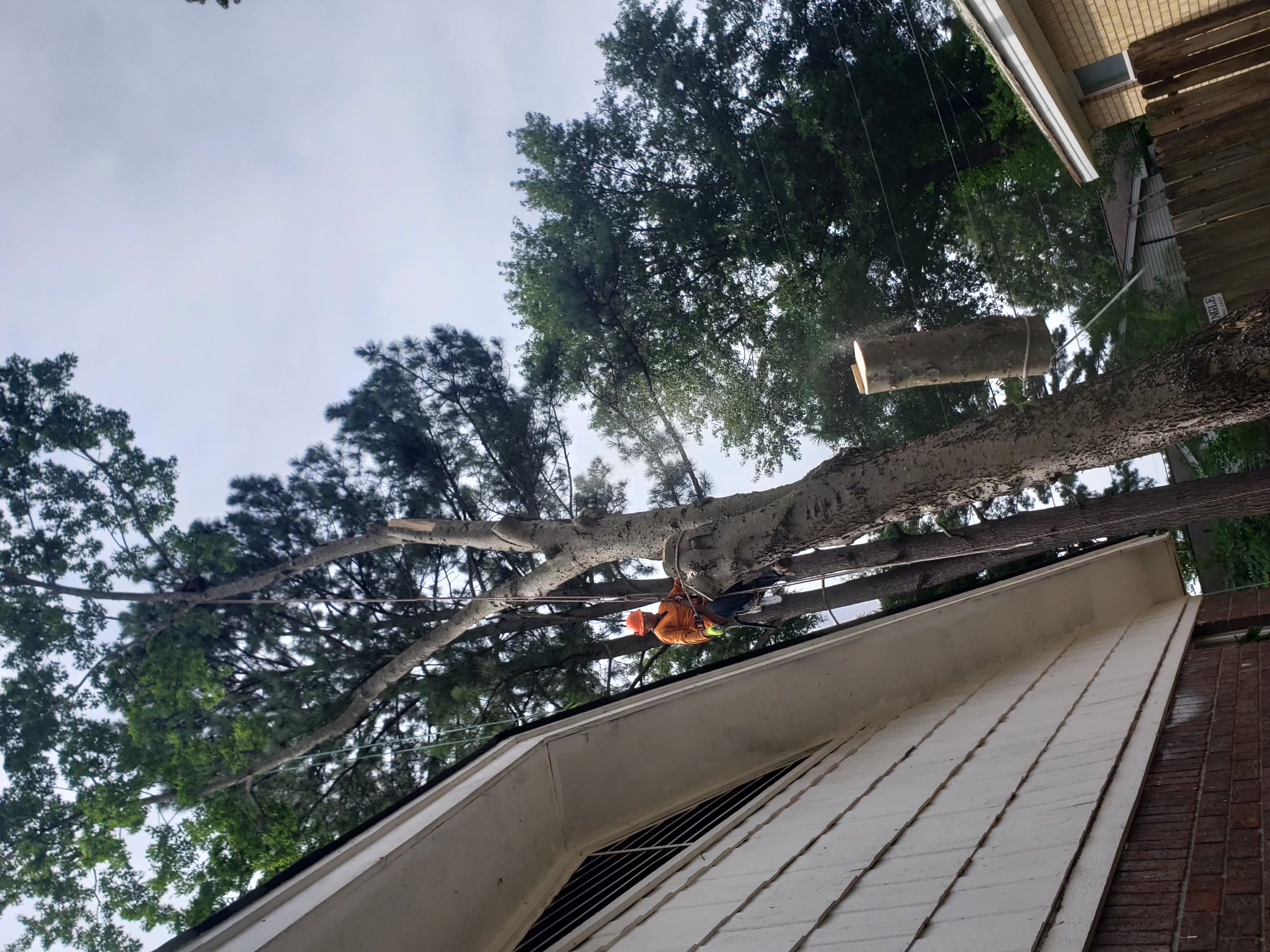 Junk removal service