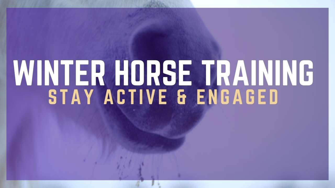Winter Horse Training