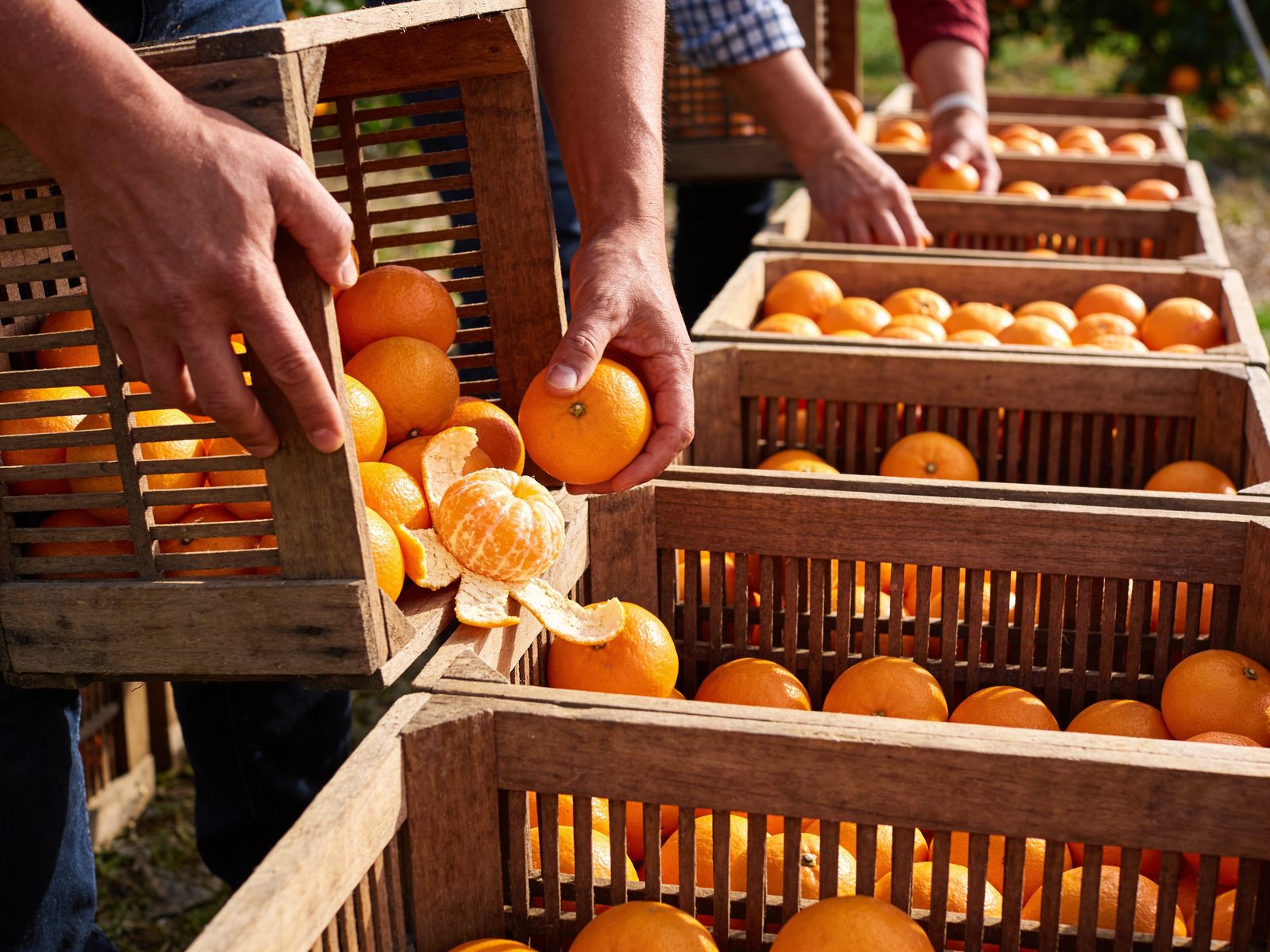 Kinnows being sorted and packed into wooden crates