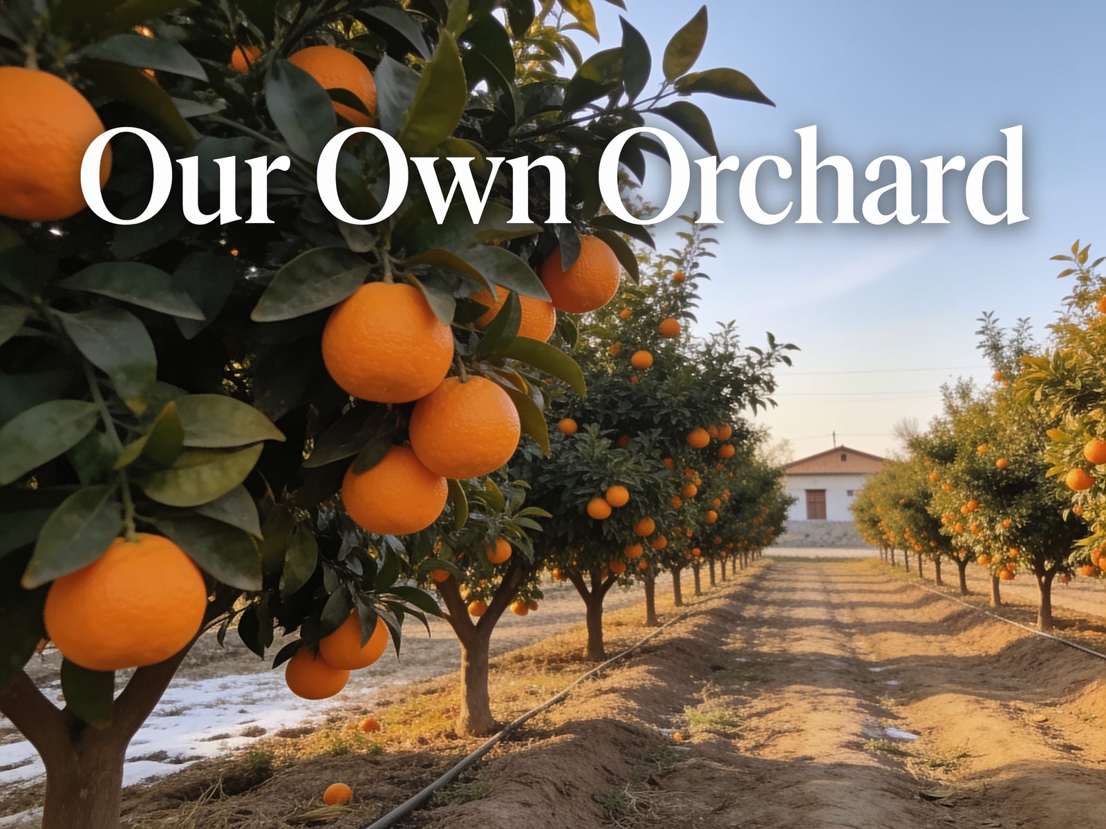 Rows of kinnow trees at KK Farm orchard in Sargodha