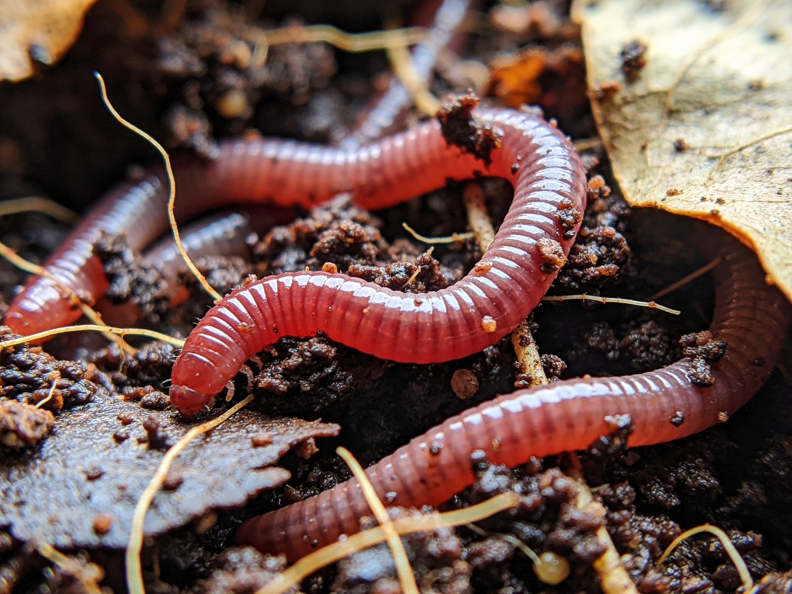 Earthworms producing vermicompost at KK Farm