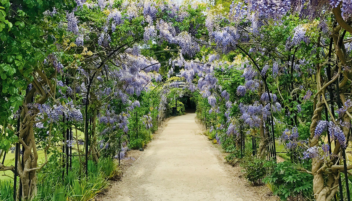 Wisteria flower path