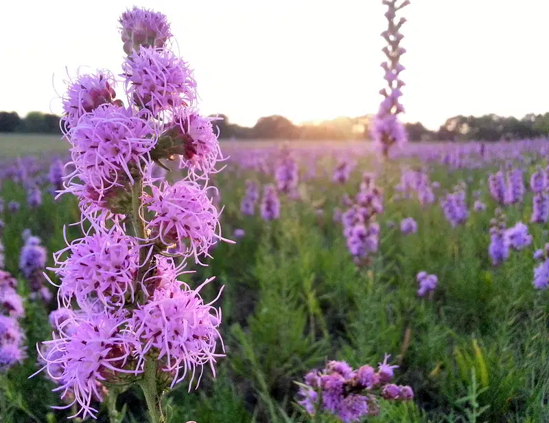 Spring flowers