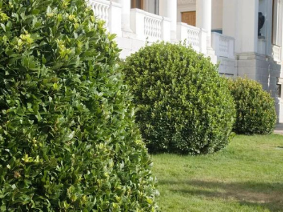 Trees, Shrubs