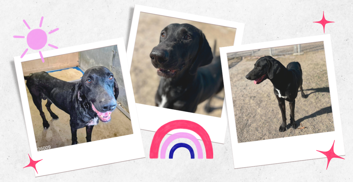 Pet of the Week: Flynn