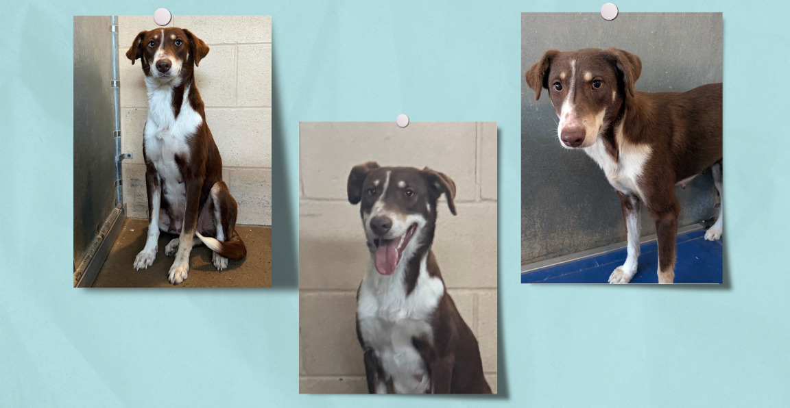 Pet of the Week: Lemonade