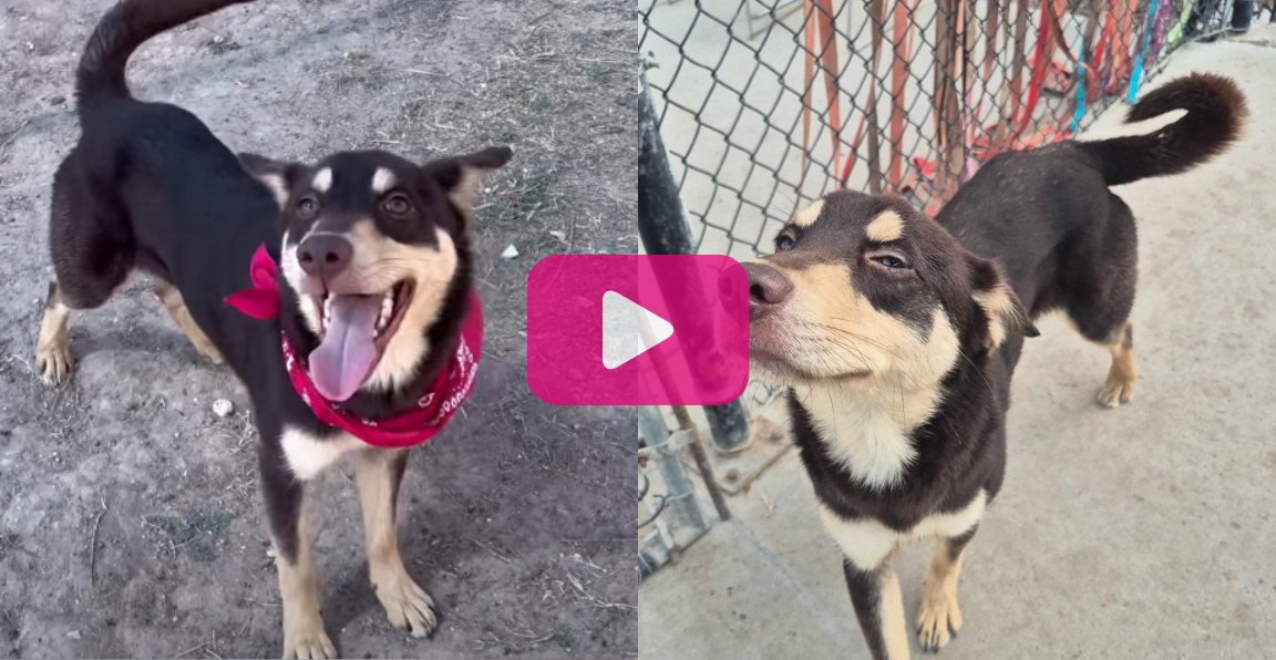 Pet of the Week: Bella