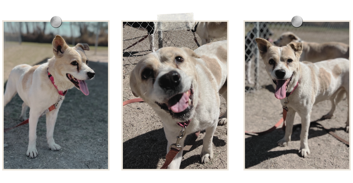 Pet of the Week: Donkey Kong