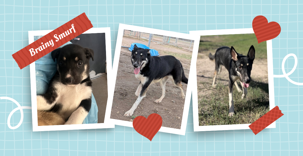 Pet of the Week: Brainy Smurf