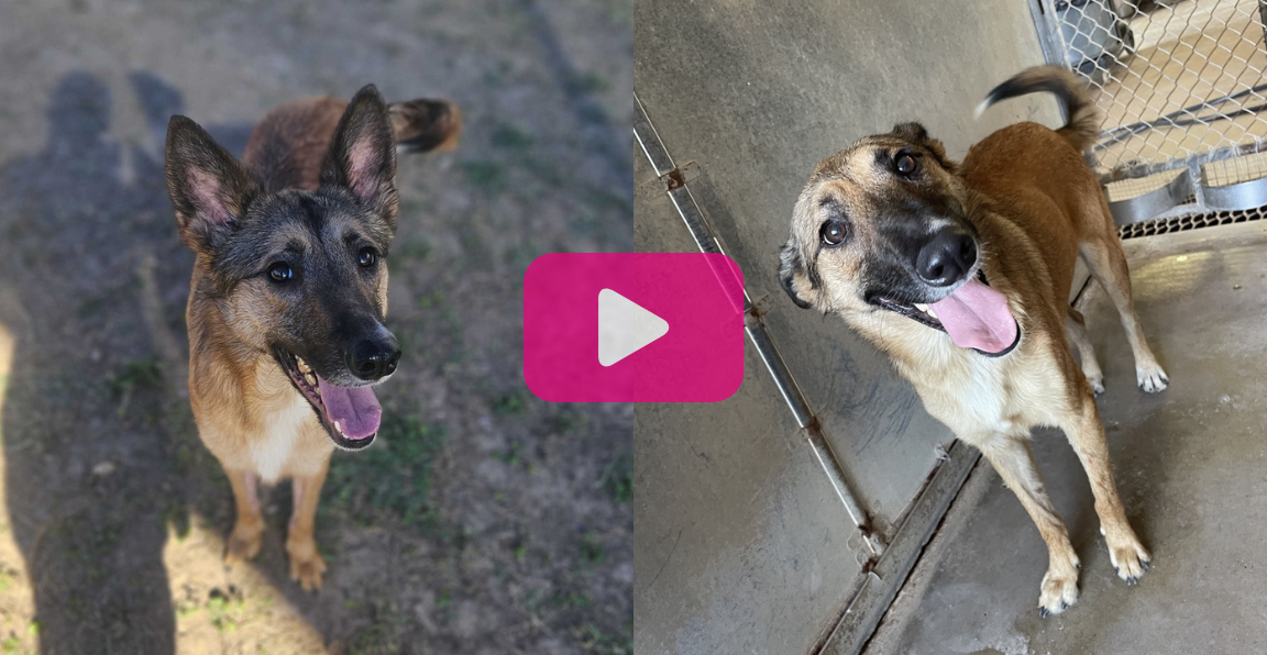 Pet of the Week: Dawn