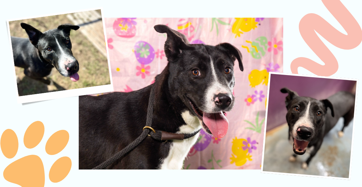 Pet of the Week - Frannie