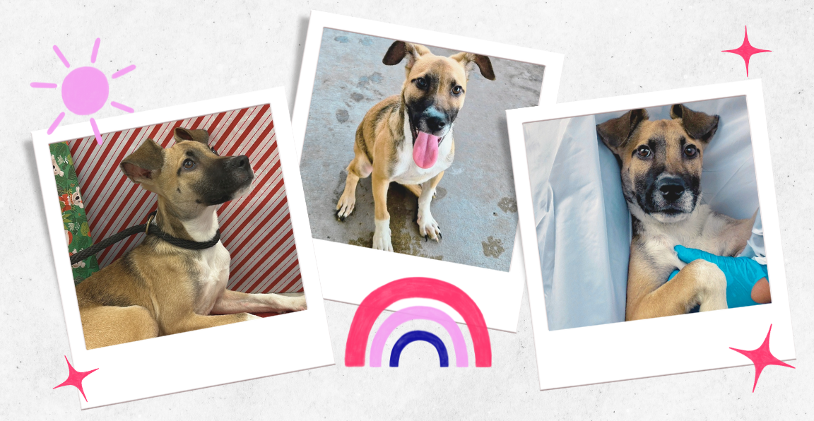 Pet of the Week - Remy