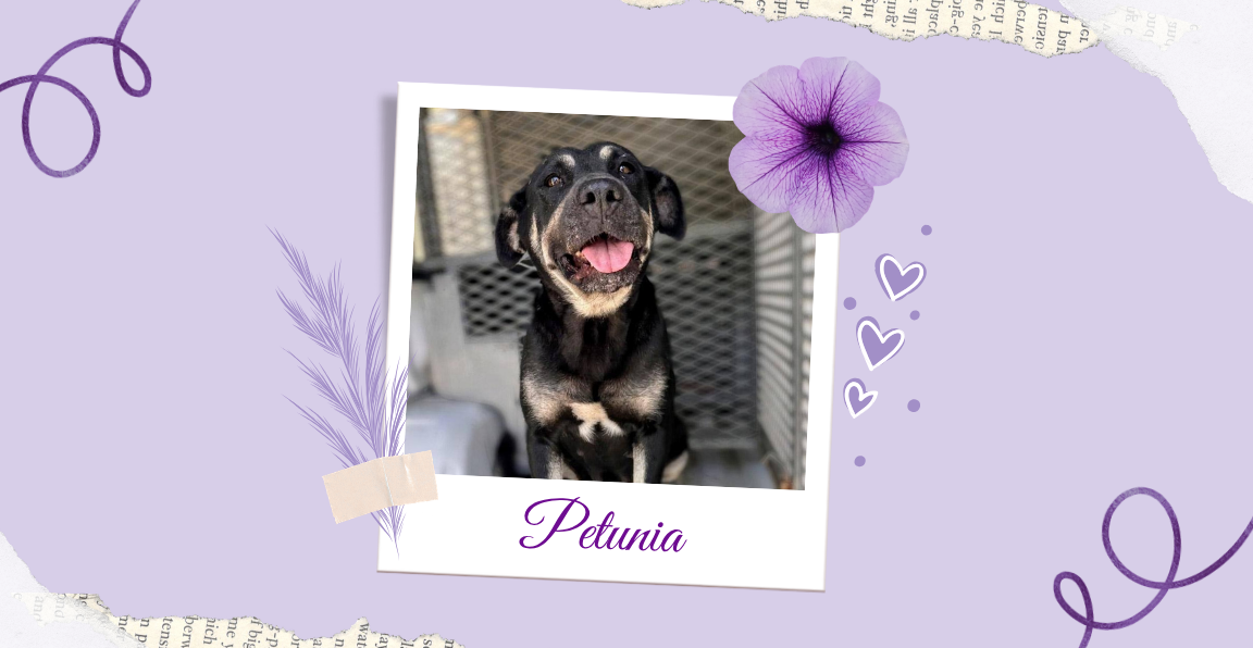 Pet of the Week - Petunia