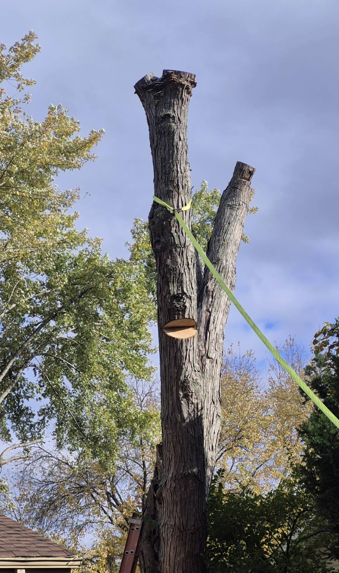 Mature tree on a serviced property