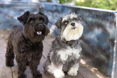 Black dog and gray schnauzer sitting together outdoors