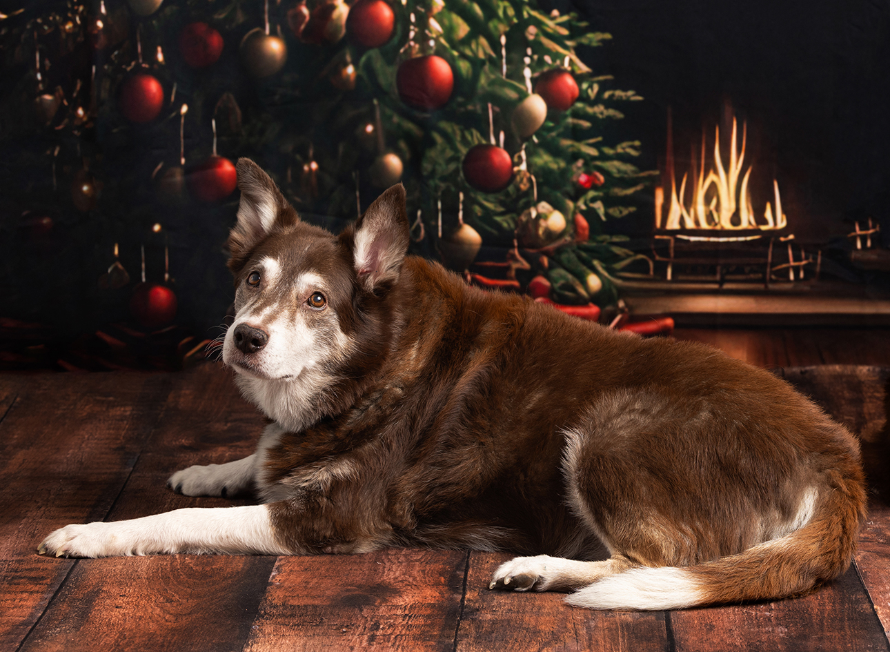 Ruddy resting beside a decorated Christmas tree. Ruddy resting beside a decorated Christmas tree.