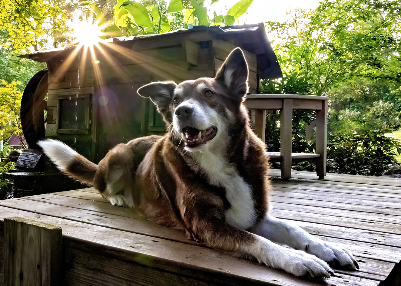 Ruddy smiling while lying on a wooden deck in sunlight. Ruddy smiling while lying on a wooden deck in sunlight.
