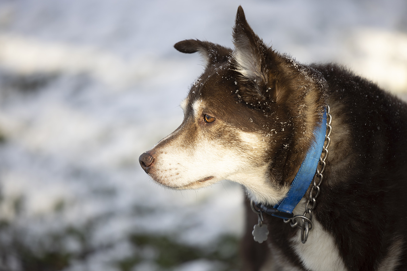 Ruddy in profile wearing a blue collar with snow on his fur. Ruddy in profile wearing a blue collar with snow on his fur.