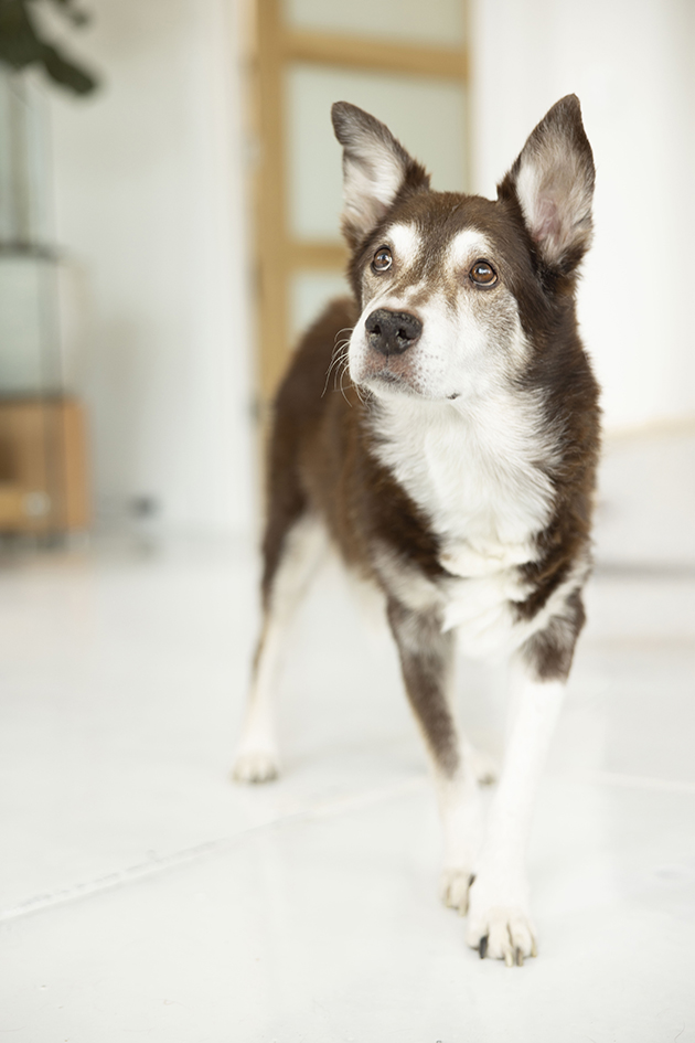 Ruddy standing indoors with his ears raised and looking to the side. Ruddy standing indoors with his ears raised and looking to the side.
