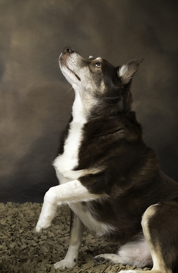 Ruddy sitting with his head tilted upward against a plain backdrop. Ruddy sitting with his head tilted upward against a plain backdrop.