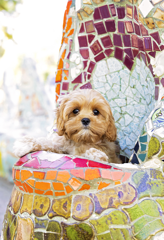 Birkin peeking over a low mosaic edge at Dragon Park.