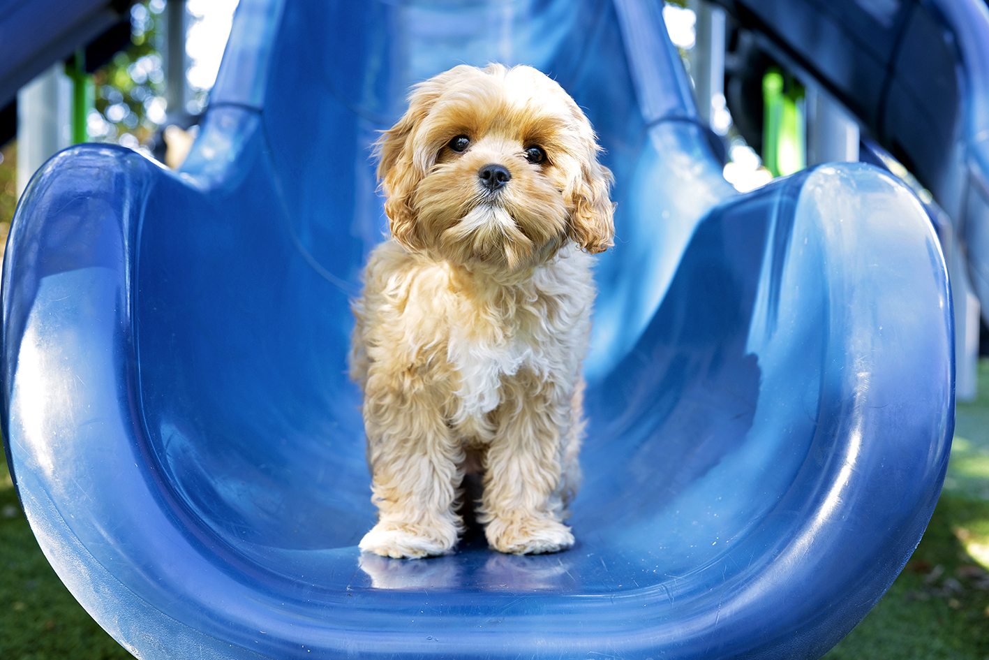 Birkin sitting on a blue playground slide at Dragon Park in Nashville.