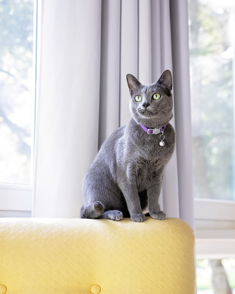 Gray cat wearing a purple collar sitting beside a window