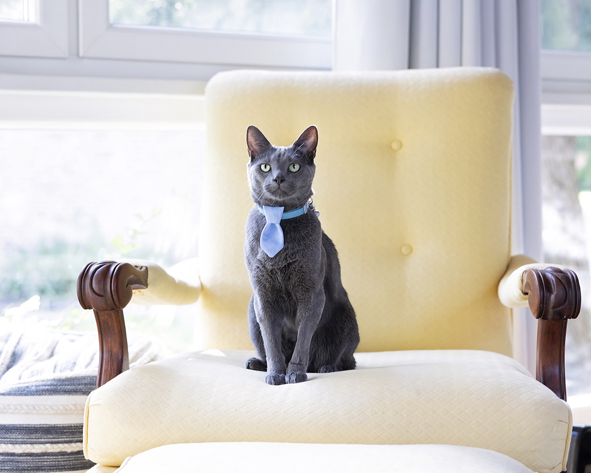 Gray cat wearing a blue tie sitting on a pale yellow armchair beside a window