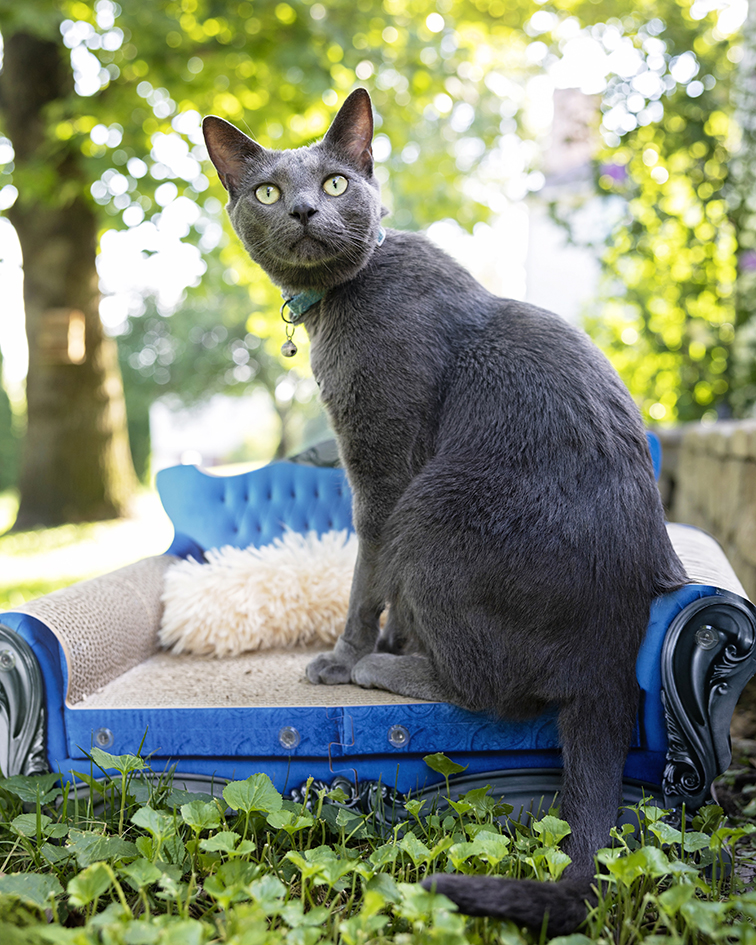 Gray cat sitting on a miniature blue sofa in a leafy garden