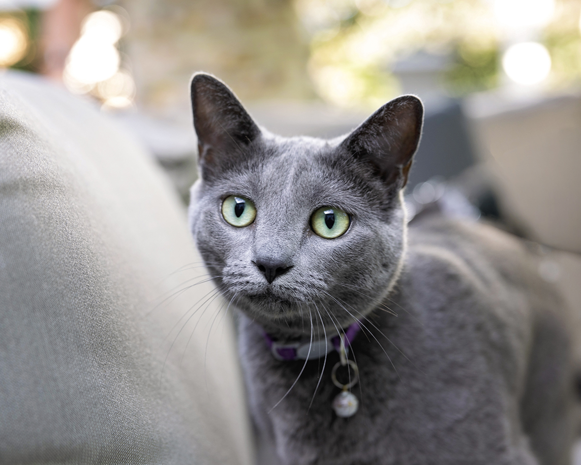 Close-up portrait of a green-eyed gray cat wearing a purple collar