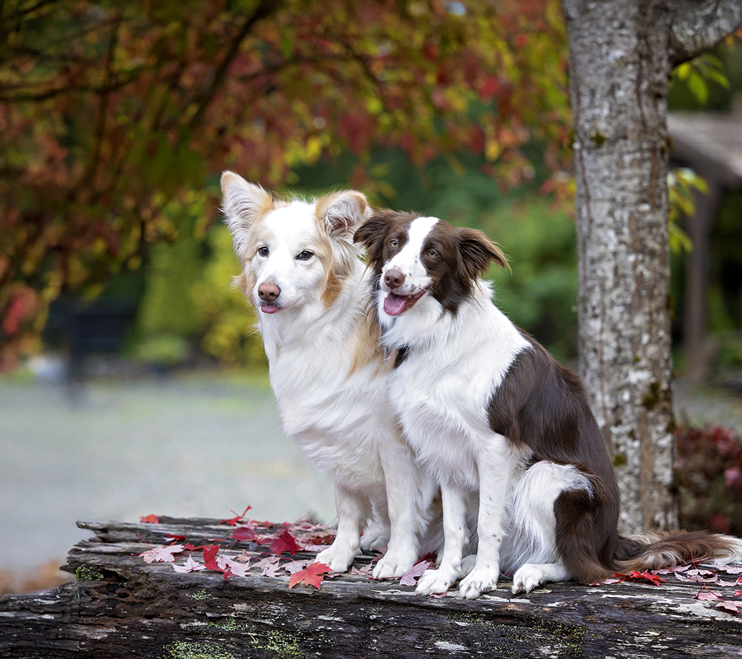 Two dogs sitting beside a tree with colorful foliage behind them Two dogs sitting beside a tree with colorful foliage behind them