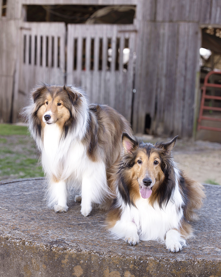 Two long-haired dogs posed beside a rustic wooden building Two long-haired dogs posed beside a rustic wooden building