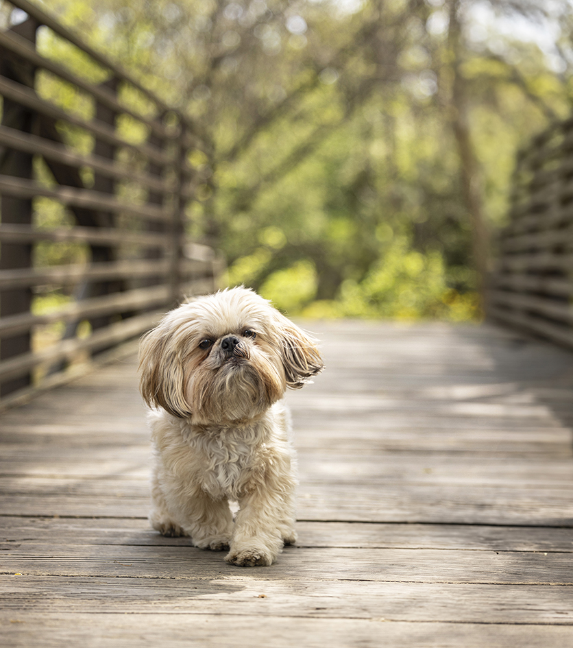 Small shaggy dog standing on a wooden footbridge Small shaggy dog standing on a wooden footbridge