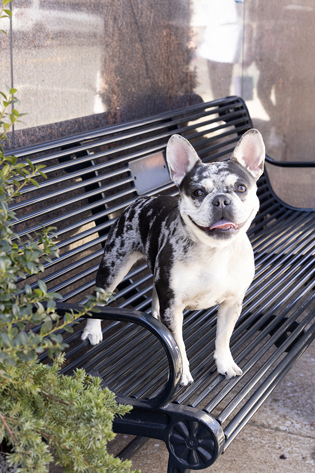 Merle French bulldog sitting on a black metal bench Merle French bulldog sitting on a black metal bench