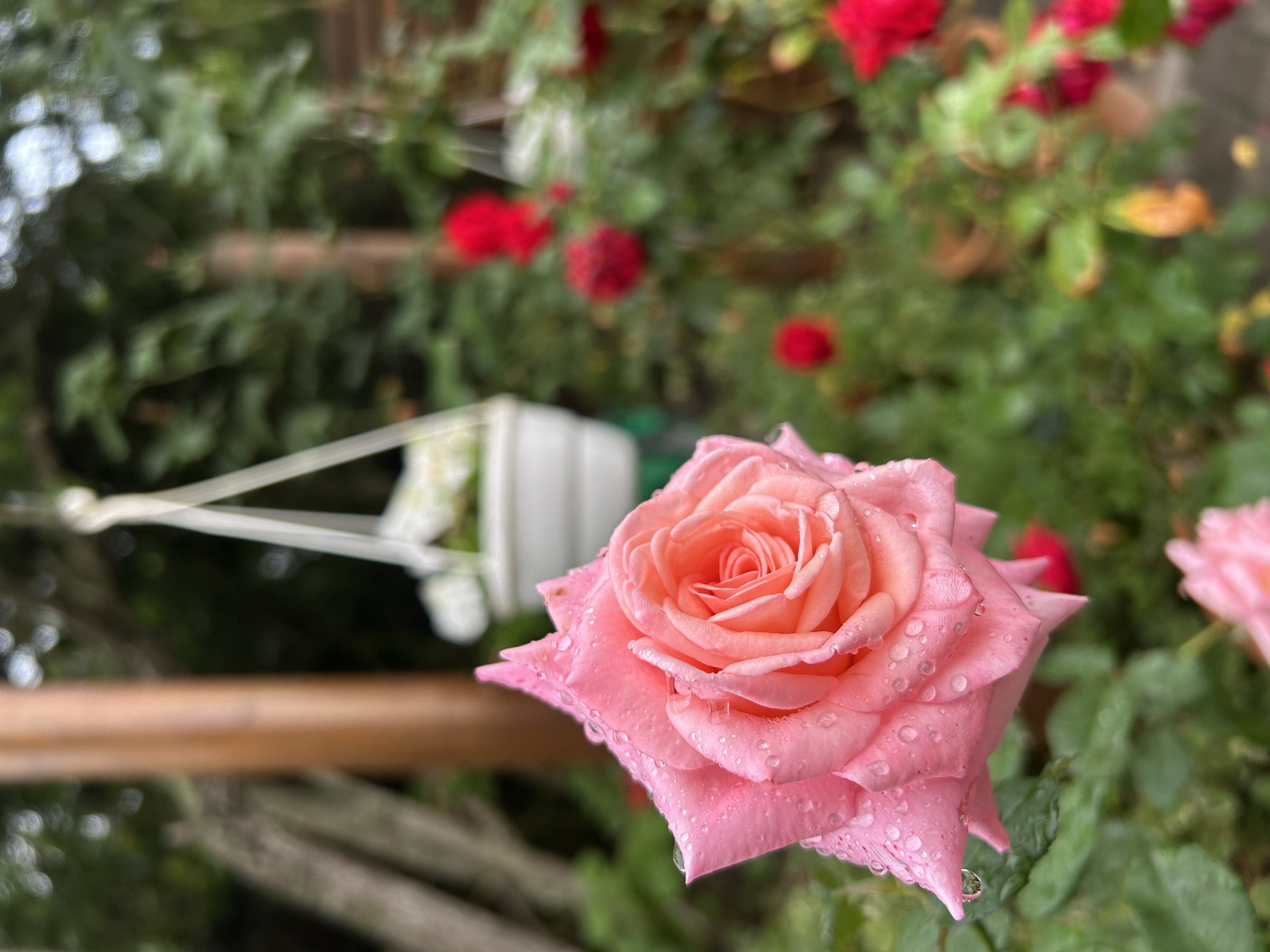 single rose in the garden