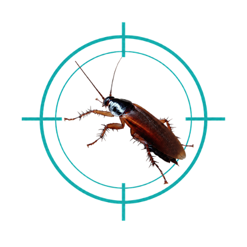 Cockroaches