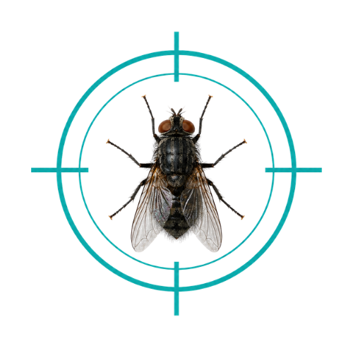 Flies