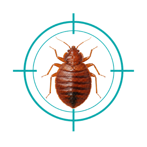 Bedbugs