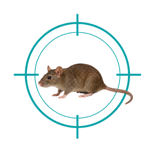Rodents