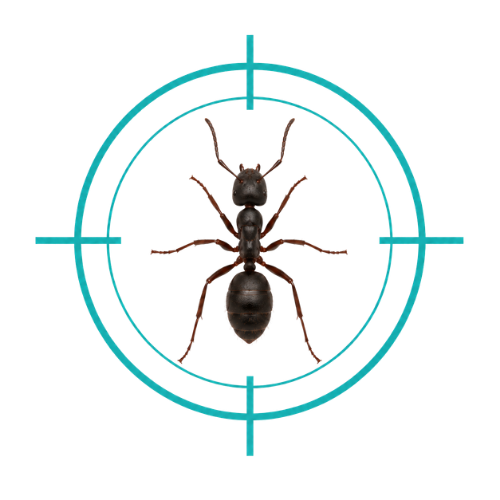 Ants