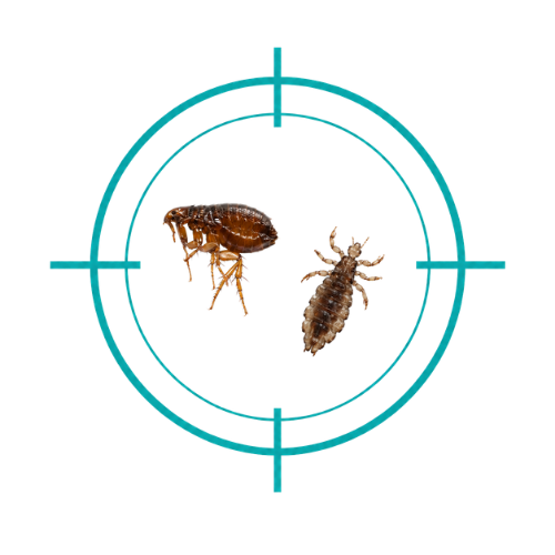 Fleas & Lice