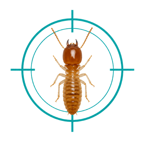 Termites