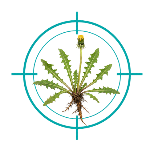 Weed Control