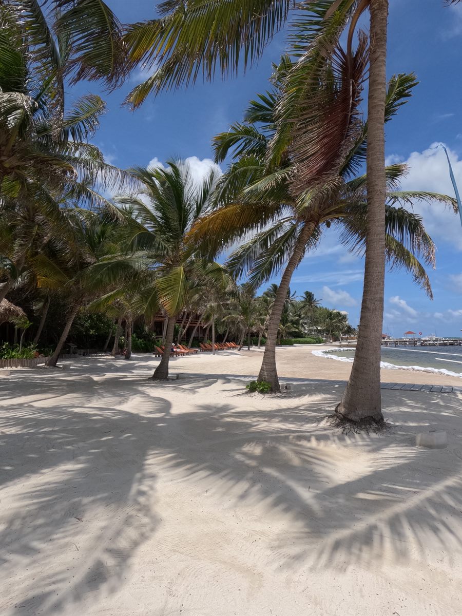 Palm trees lining a beach with a pier in the distance