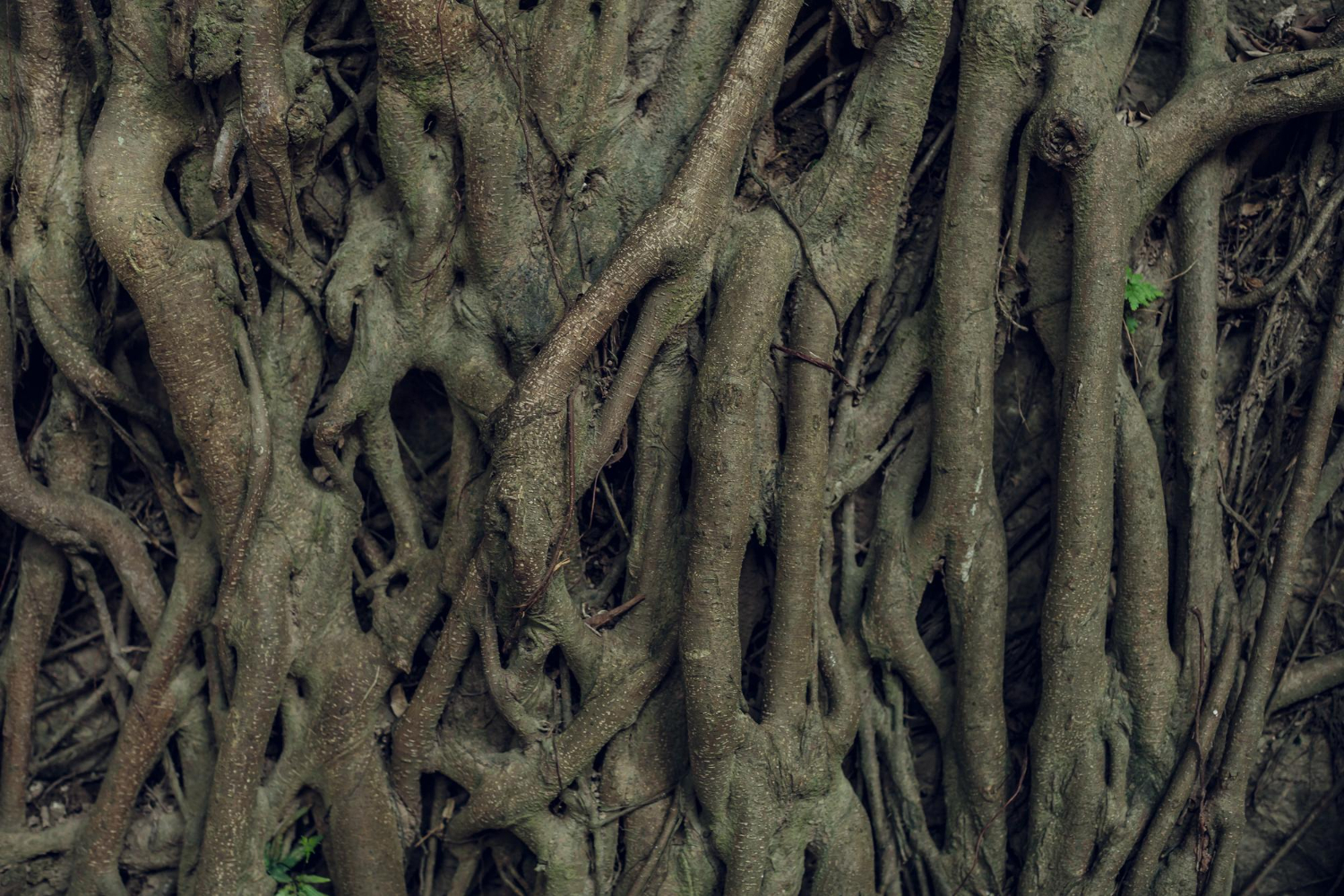 ROOTS ROOTS