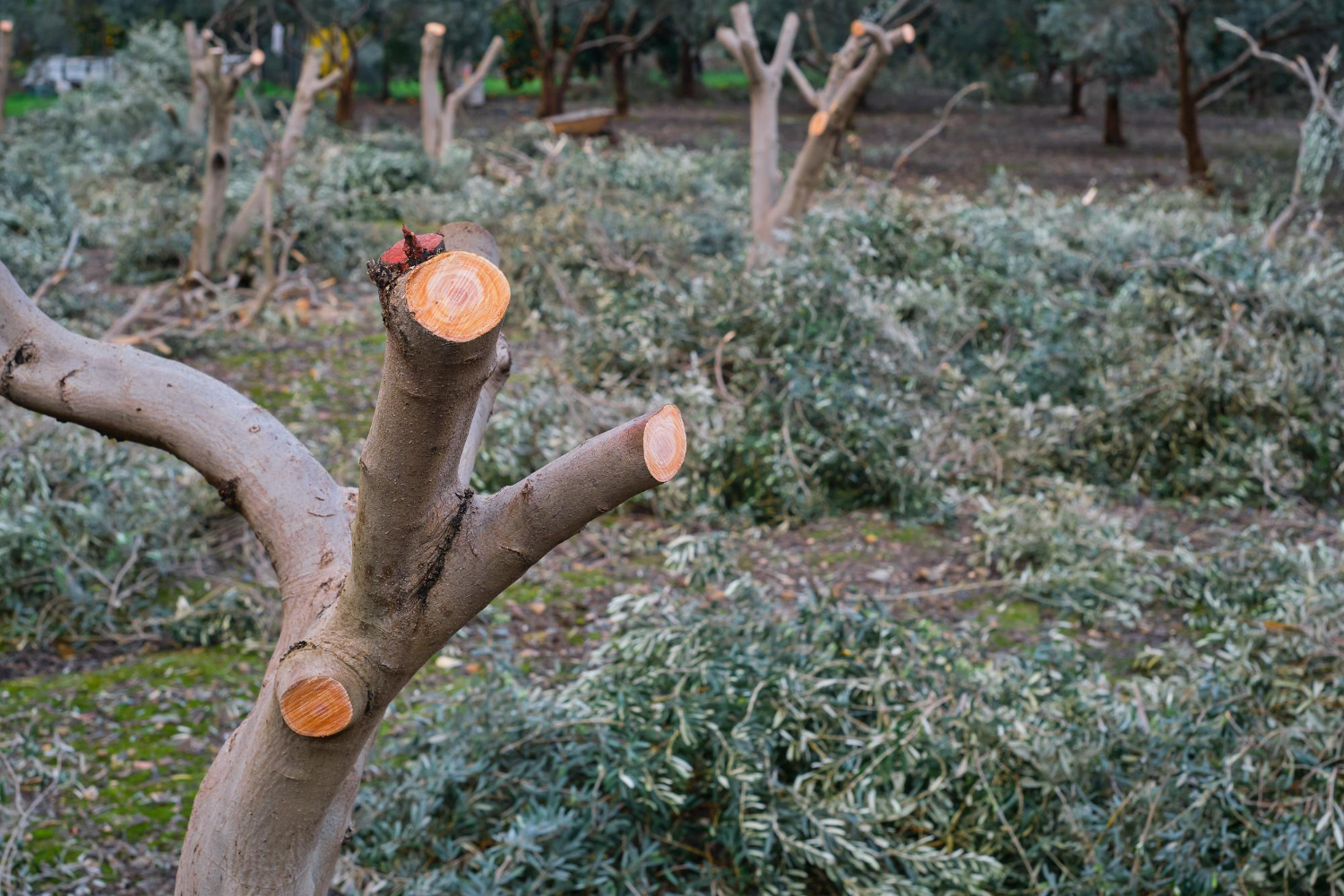 The Long-Term Damage Trees Suffer The Long-Term Damage Trees Suffer